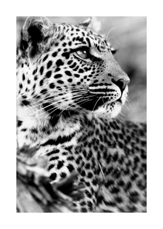 تابلو Leopard در دکوراسیون مدرن