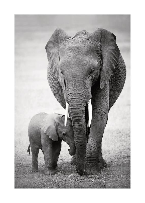 تابلو Elephant Love