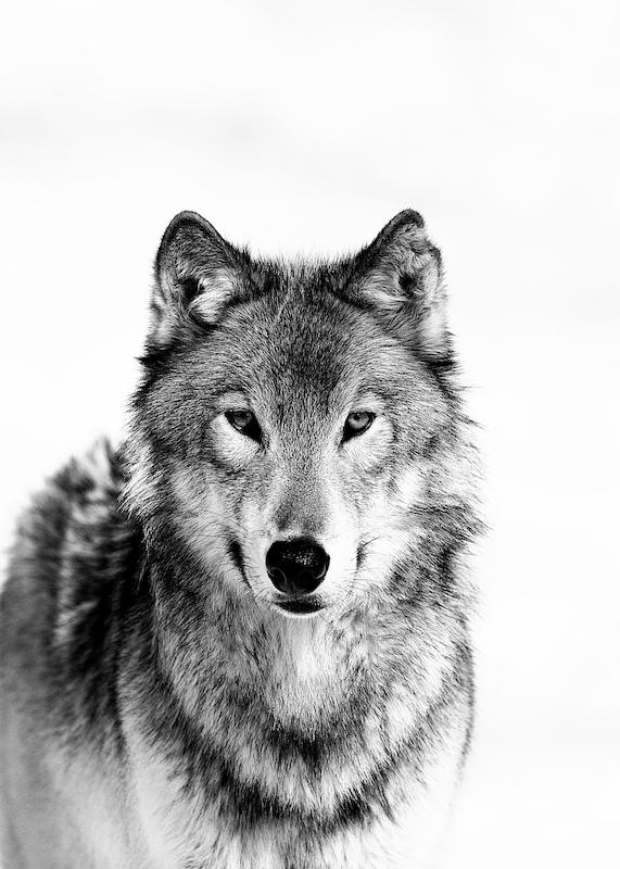 تابلو Wolf B&W در دکوراسیون مدرن