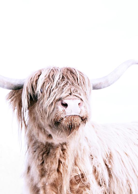 تابلو Highland Cattle Portrait در دکوراسیون مدرن