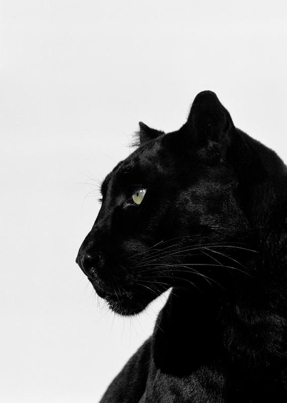 تابلو Black Panther در دکوراسیون مدرن