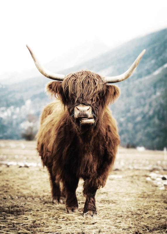تابلو Highland Cattle on Field در دکوراسیون مدرن