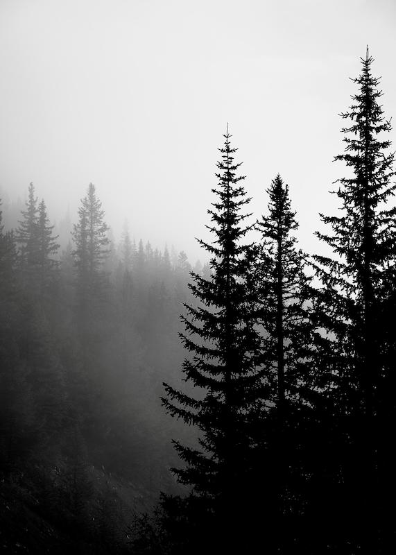 تابلو Tree Tops B&W در دکوراسیون مدرن
