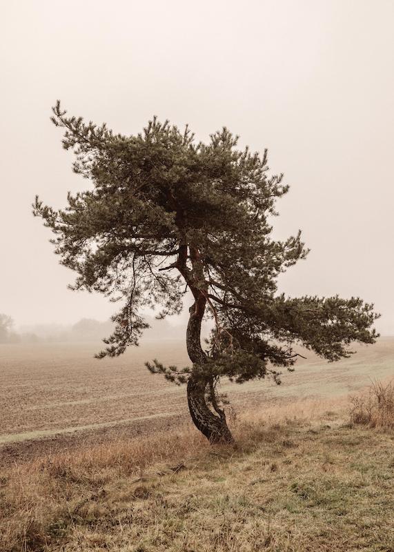 تابلو Moody Tree در دکوراسیون مدرن