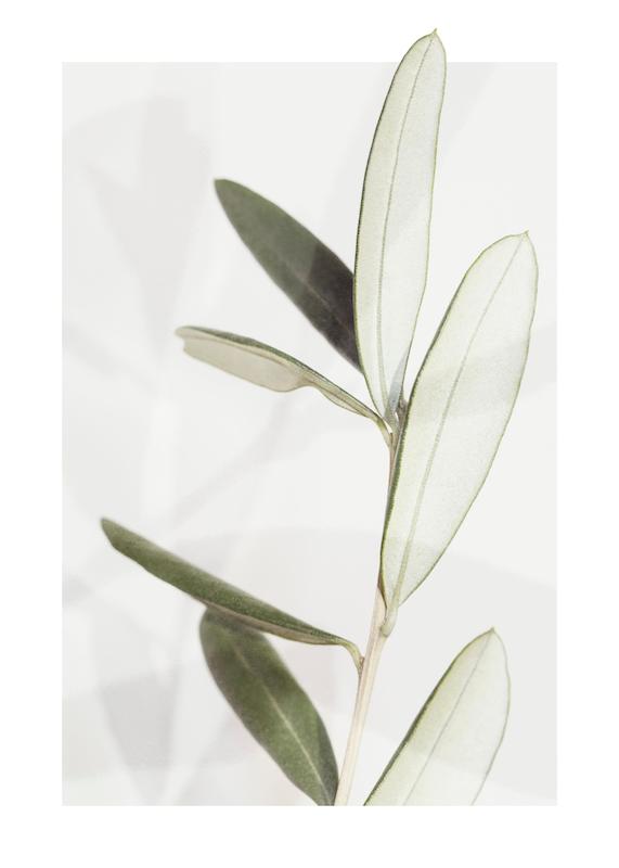 تابلو Olive