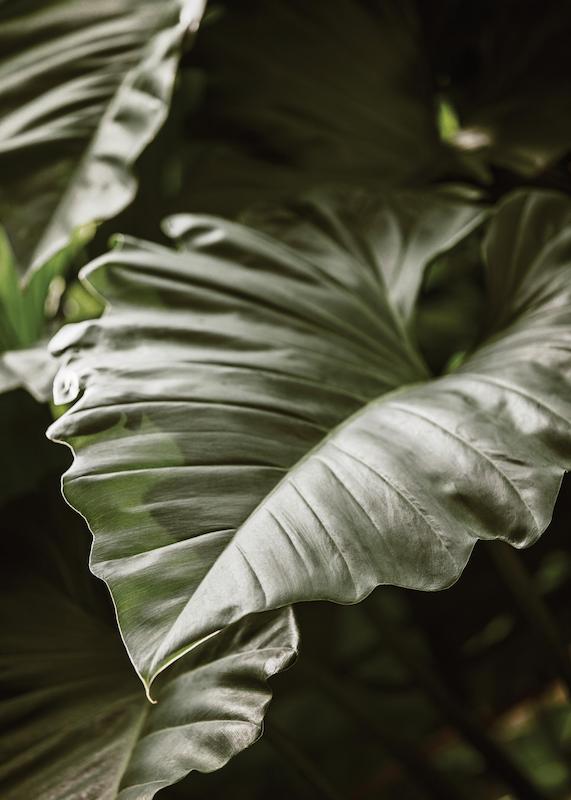 تابلو Green Serenity در دکوراسیون مدرن