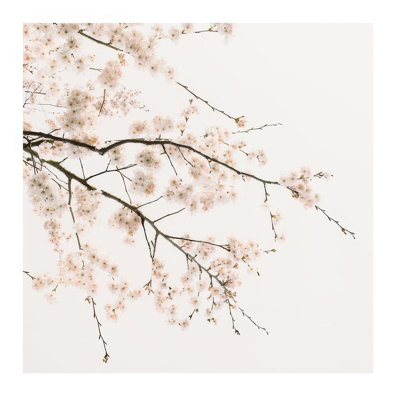 تابلو Cherry Blossom در دکوراسیون مدرن