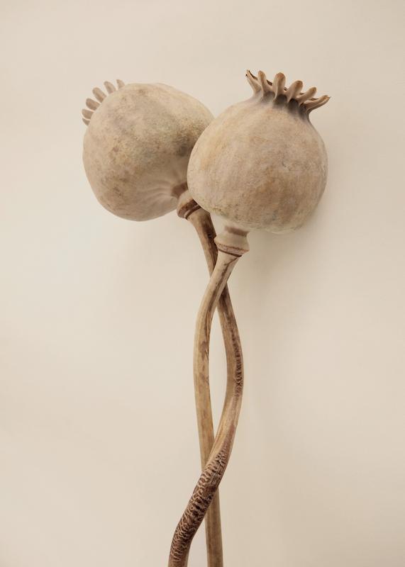 تابلو Dried Poppy Heads