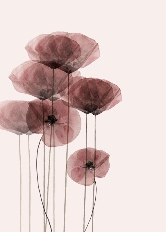 تابلو Poppy Bunch در دکوراسیون مدرن