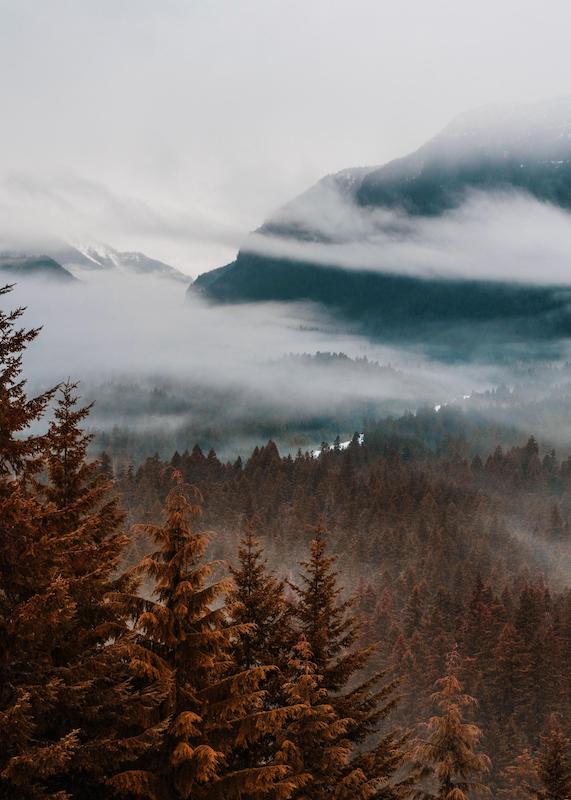 تابلو Autumn Forest در دکوراسیون مدرن
