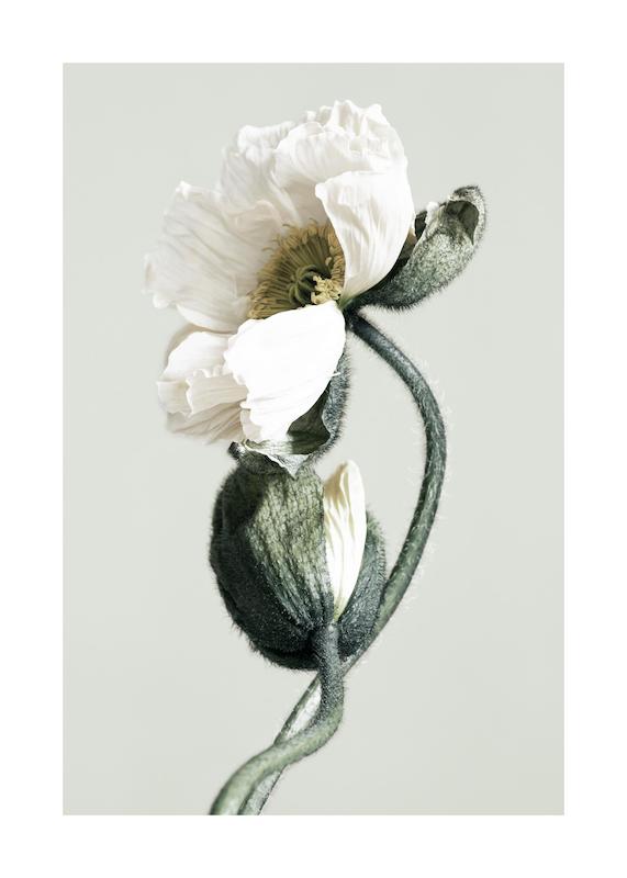 تابلو Blooming White Poppies در دکوراسیون مدرن