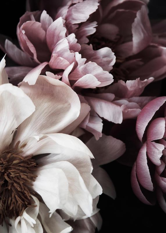 تابلو Dreamy Peony No1 در دکوراسیون مدرن