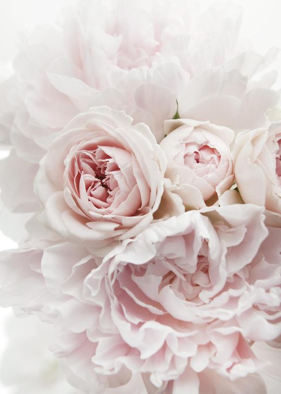 تابلو Peonies and Roses در دکوراسیون مدرن
