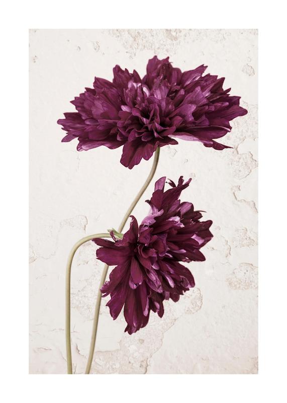 تابلو Purple Cosmos Flower در دکوراسیون مدرن