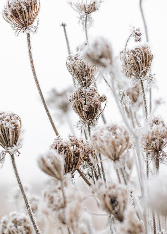 تابلو Frozen Floral در دکوراسیون مدرن