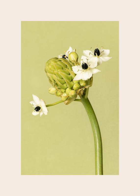 تابلو The Garden Star of Bethlehem