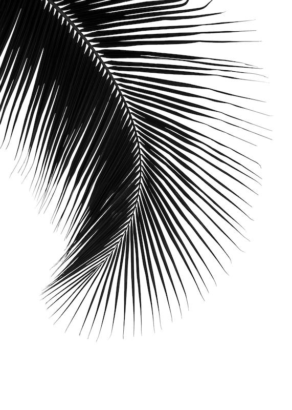 تابلو Black Palm Leaf در دکوراسیون مدرن