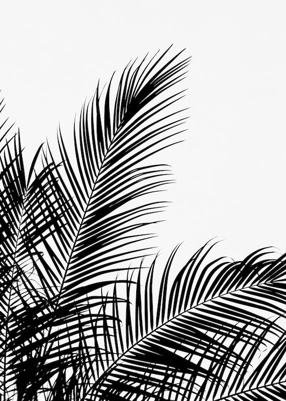 تابلو Black Palm Tree Two در دکوراسیون مدرن
