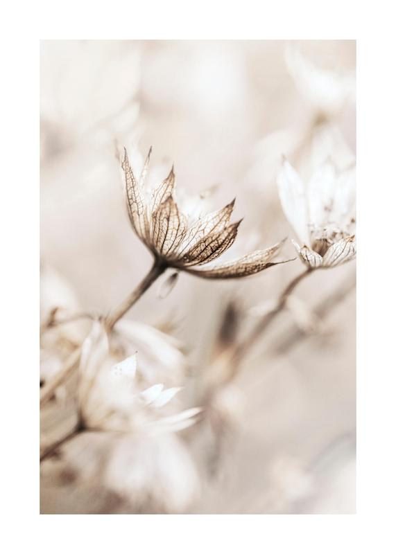 تابلو Dried Flower Close Up