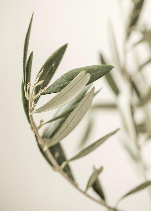 تابلو Branch of an Olive در دکوراسیون مدرن
