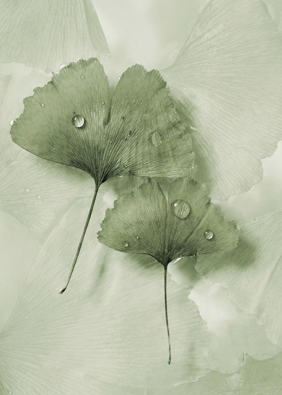 تابلو Green Ginkgo در دکوراسیون مدرن