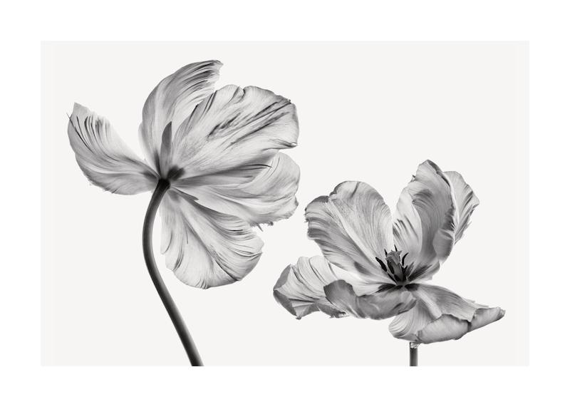 تابلو Black and White Tulips در دکوراسیون مدرن