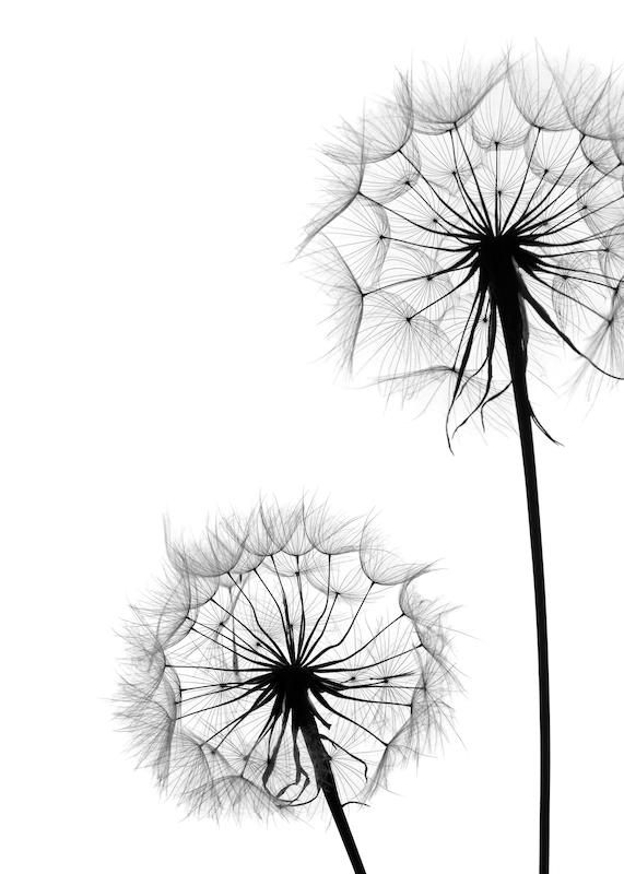 تابلو Dandelion No1 در دکوراسیون مدرن