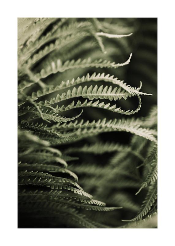 تابلو Fern Close Up در دکوراسیون مدرن