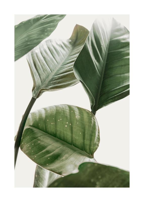 تابلو Strelitzia Plant No2