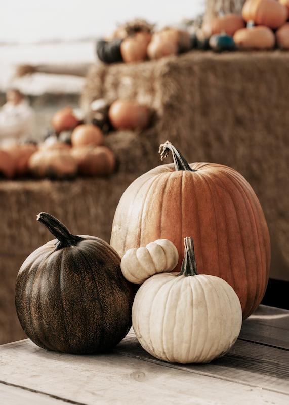 تابلو Pumpkin Variety