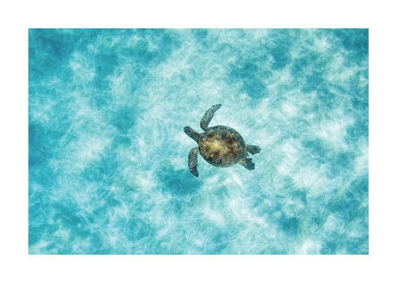 تابلو Green Sea Turtle در دکوراسیون مدرن