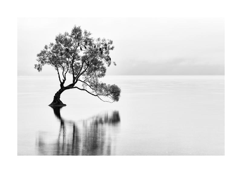 تابلو Lonely Wanaka Tree در دکوراسیون مدرن