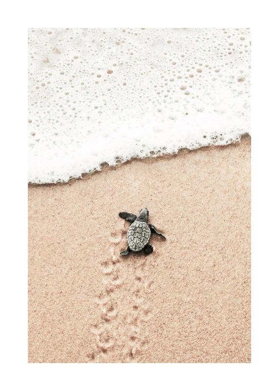 تابلو Baby Turtle در دکوراسیون مدرن