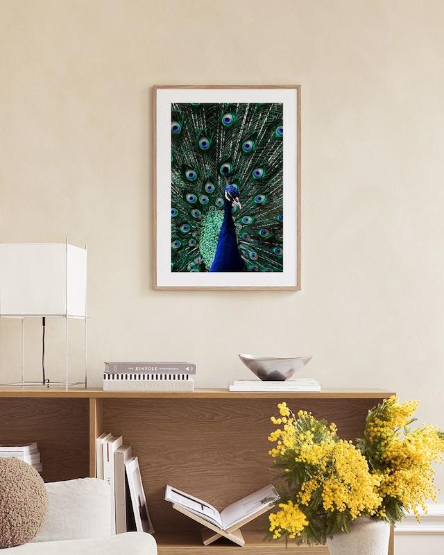تابلو Peacock