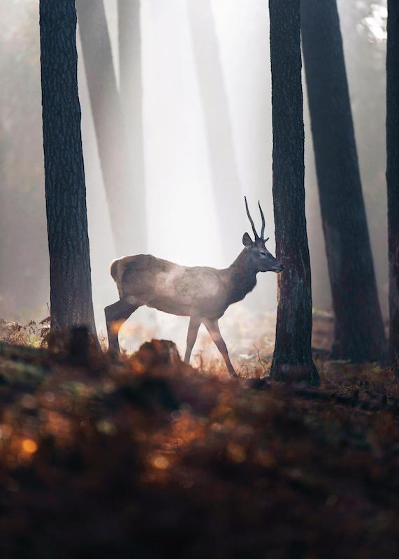 تابلو Red Deer در دکوراسیون مدرن