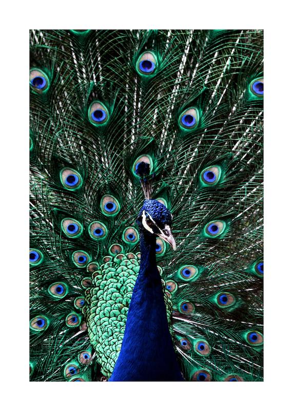 تابلو Peacock در دکوراسیون مدرن
