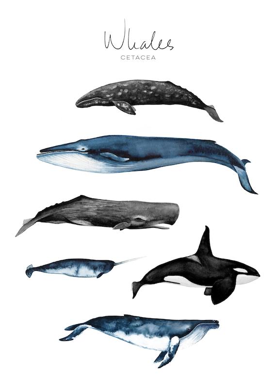 تابلو Whales در دکوراسیون مدرن