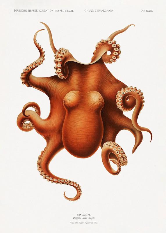 تابلو Vintage Octopus