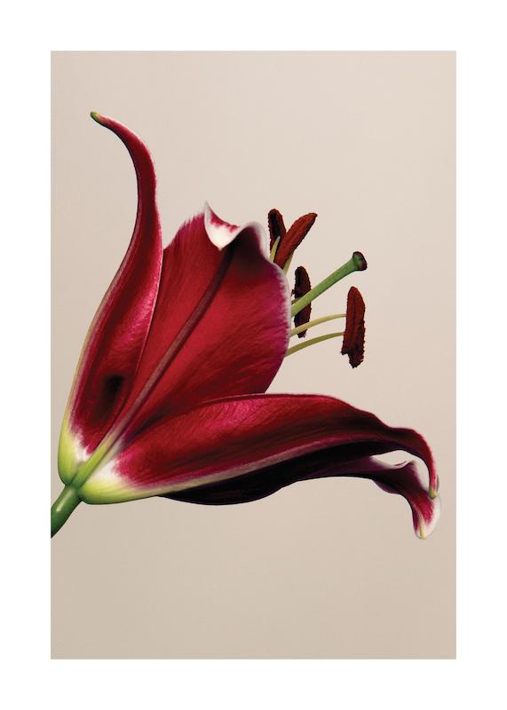 تابلو Red Lily