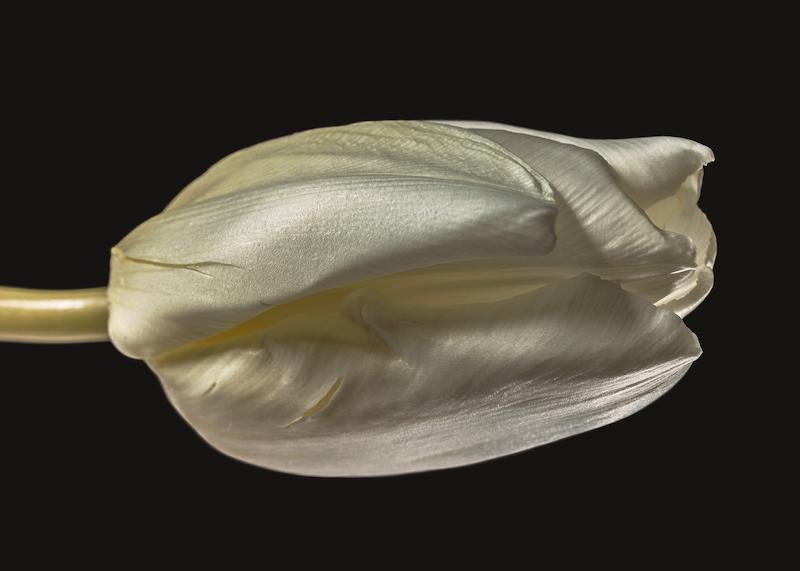 تابلو Tulip Study