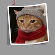 استیکر Meme cat Warm clothes