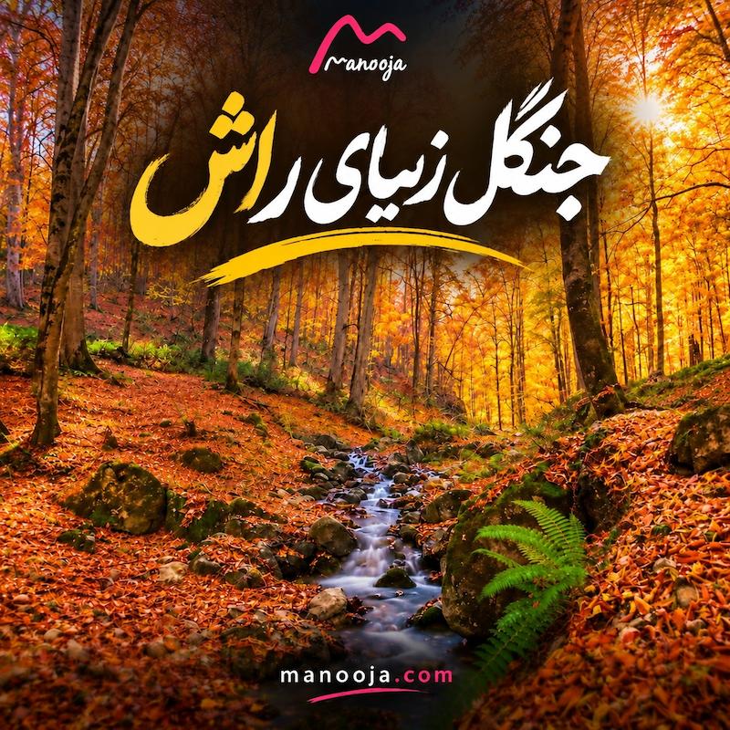                                                      جنگل زیبای راش