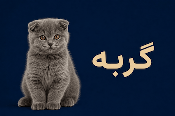 گربه
