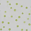 سلول های جلبک نانوکلروپسیس (Nannochloropsis sp.) زیر میکروسکوپ
