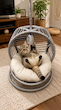 تاب ریلکسی گربه سایز متوسط Cat relaxation swing