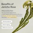 کرم مغذی ، ضدپیری و آبرسان جریکو رز ابیب | Abib Jericho Rose Crème Nutrition Tube
