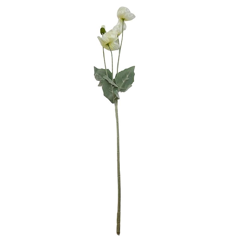 گل شقایق سفید 