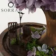 درختچه هورتانزیا جاودان / بنفش تیره