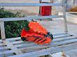 کفش فوتبال آدیداس پردیتور فریک Adidas Predator Freak