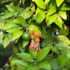 گوشواره پارفوا نارنجی